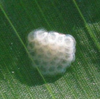 Метелик стебловий кукурудзяний